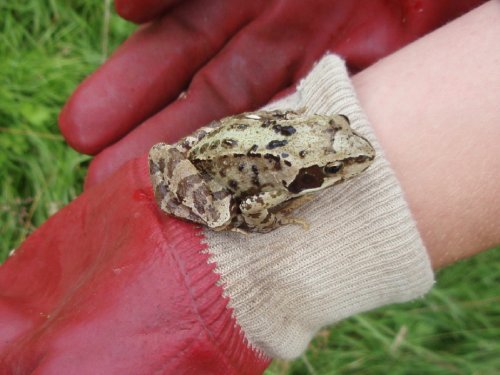 Frog in hand